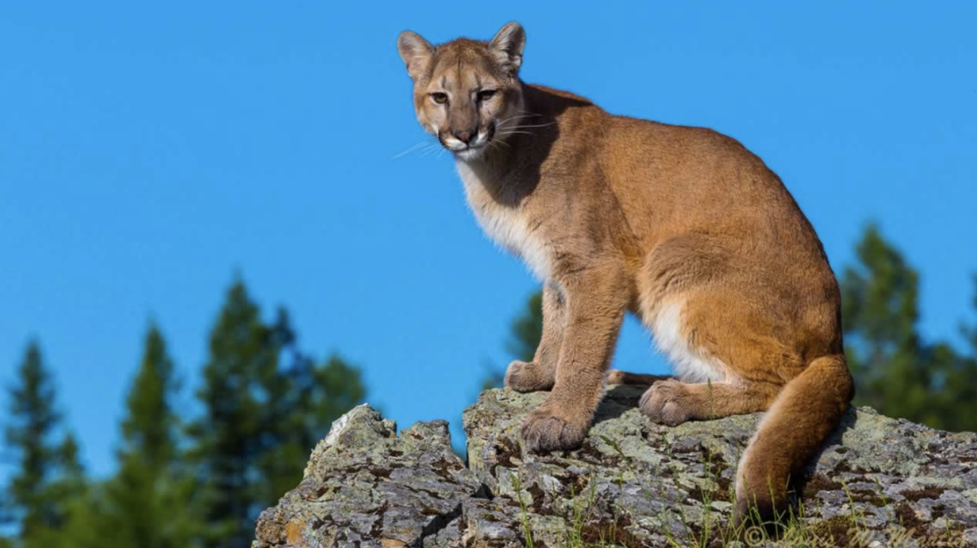 Mountain lion spotted on popular hiking trail above Cal campus last