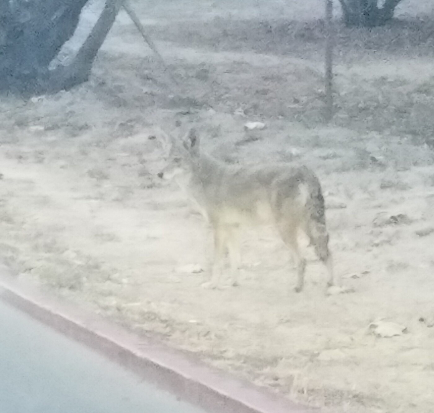 Coyote spotted in Blair Park Piedmont Exedra