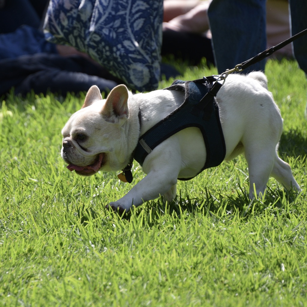 A bushel and a peck of fun Photos from the Harvest Festival