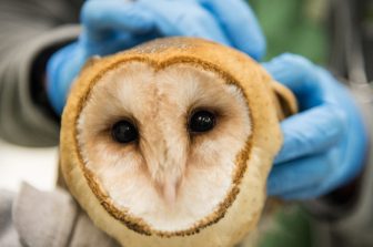 Owl under veterinary care