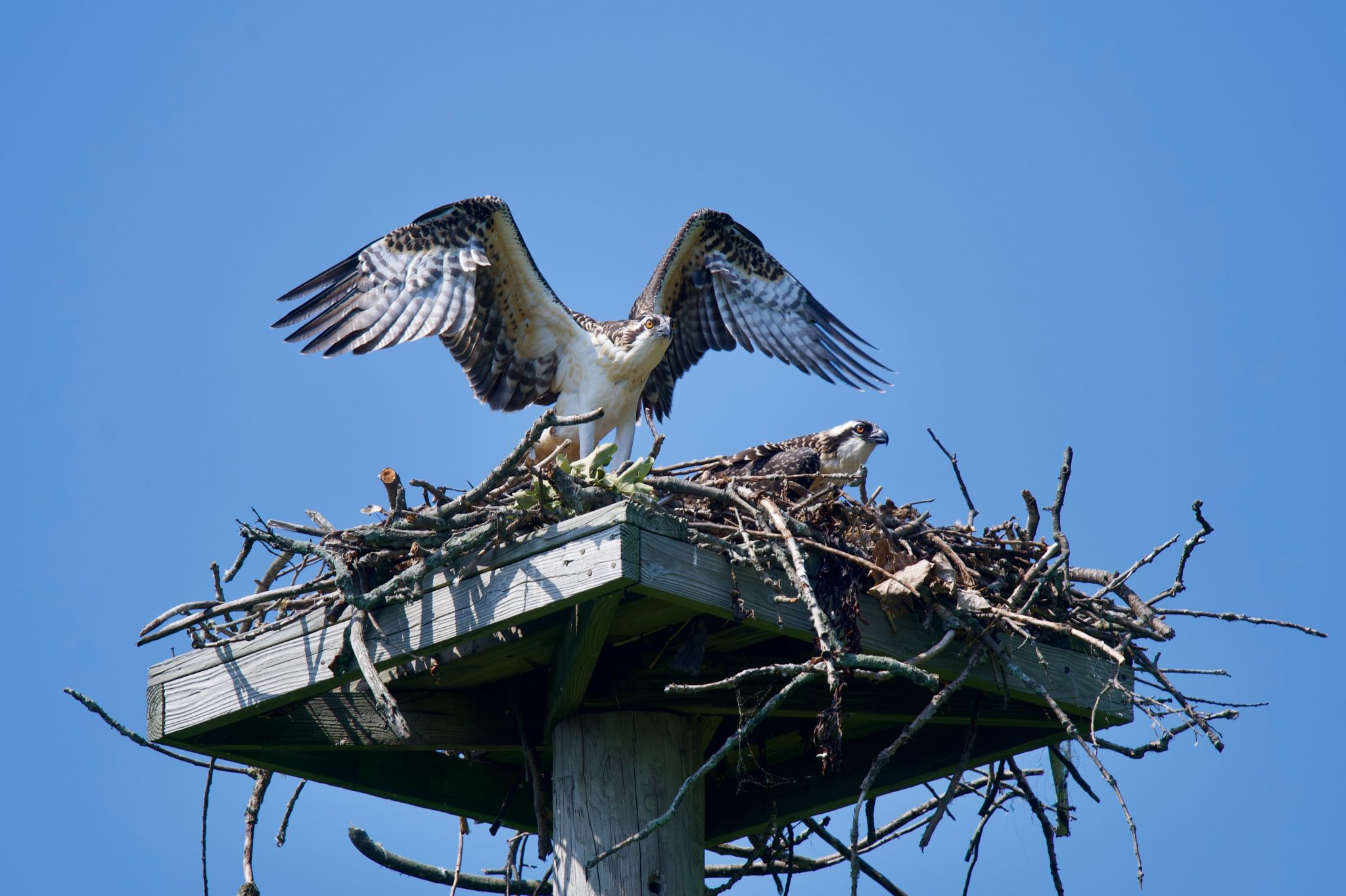 Ospreys on shipyard crane first egg of the year Piedmont Exedra