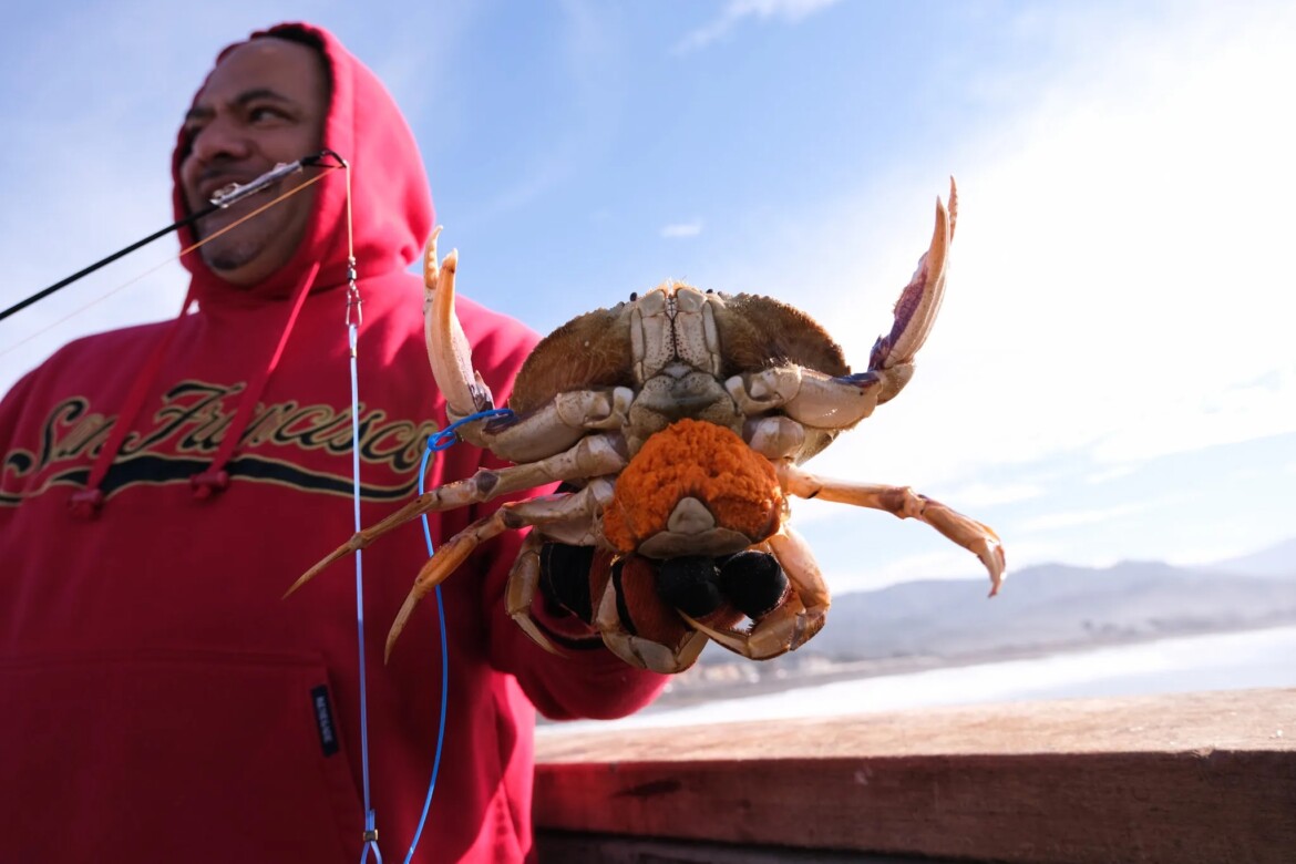 Catch your own Thanksgiving crab