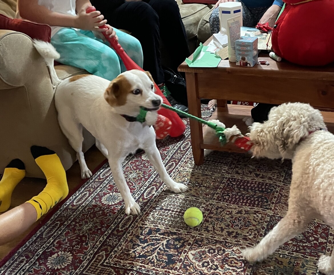 Who’s that Good Dog? Piedmont Exedra